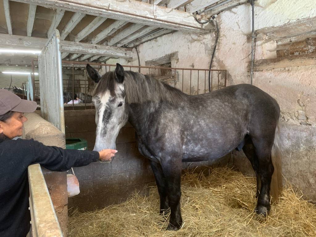 Castrone Percheron In vendita 2022 Grigio ,  Velour d'ecor