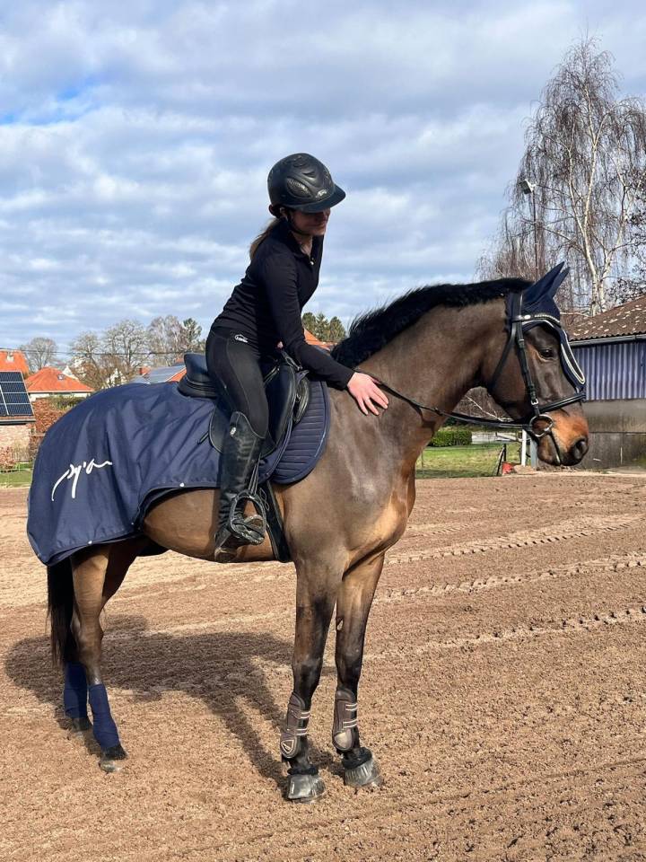 Castrone KWPN Cavallo da Sport Neerlandese In vendita 2020 Baio scuro ,  LIAMANT W