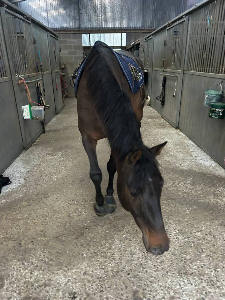 Castrone KWPN Cavallo da Sport Neerlandese In vendita 2020 Baio scuro ,  LIAMANT W