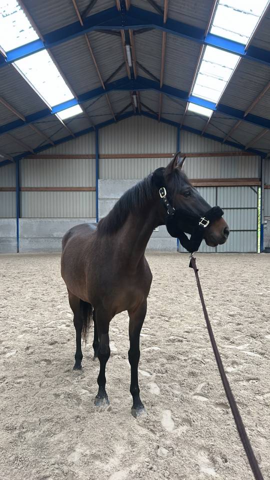 Castrone KWPN Cavallo da Sport Neerlandese In vendita 2020 Baio scuro ,  LIAMANT W