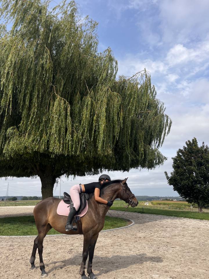 Castrone KWPN Cavallo da Sport Neerlandese In vendita 2020 Baio scuro ,  LIAMANT W