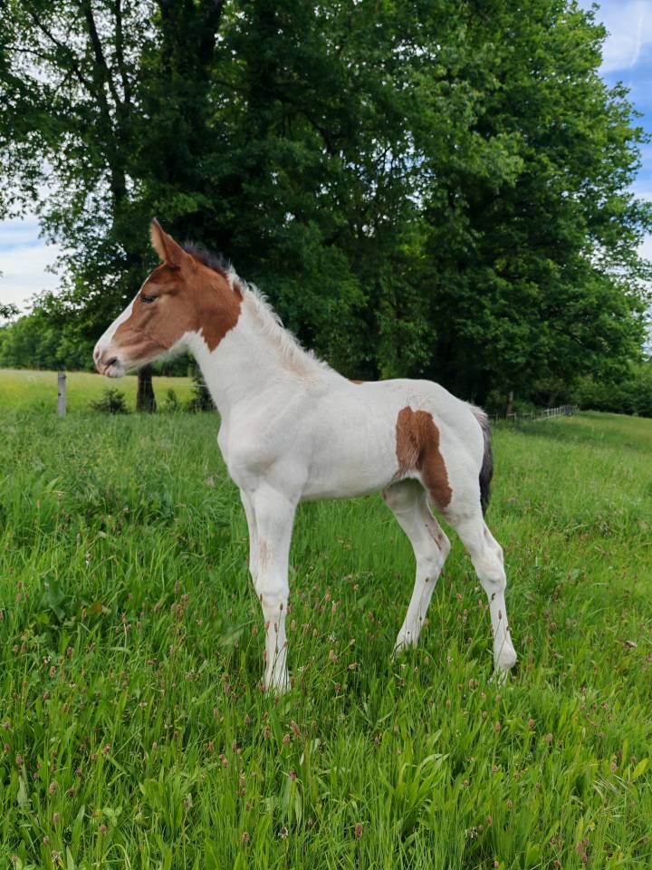 Puledra Zangersheide In vendita 2026 Pezzato ,  Helios morinda