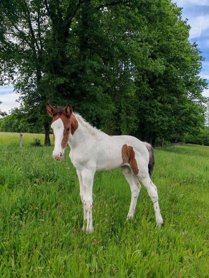 Puledra Zangersheide In vendita 2026 Pezzato ,  Helios morinda