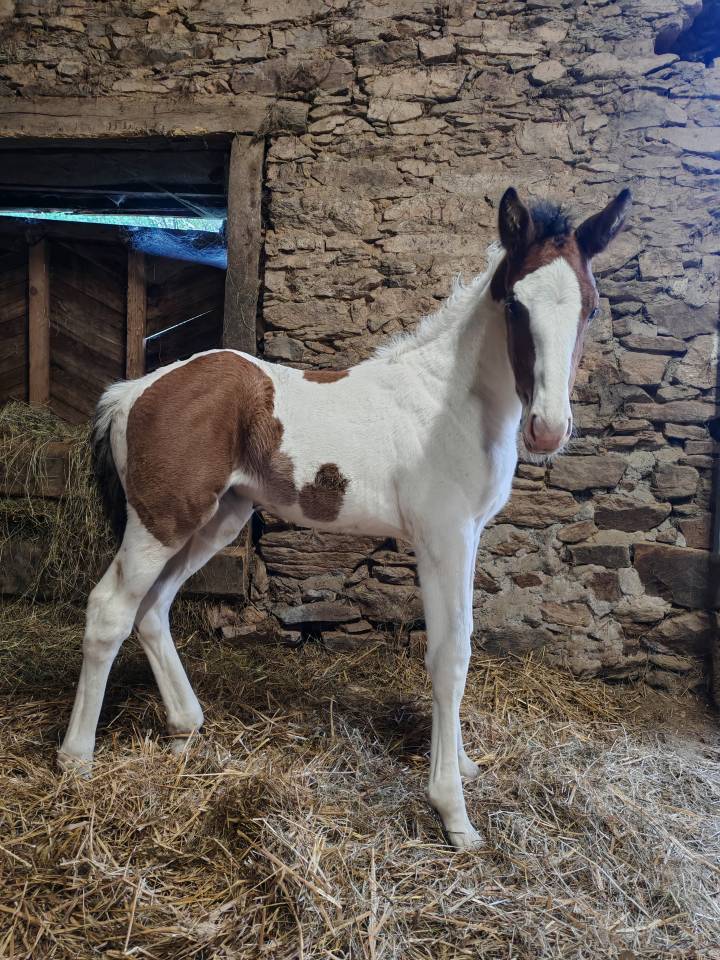 Puledra Zangersheide In vendita 2026 Pezzato ,  Helios morinda
