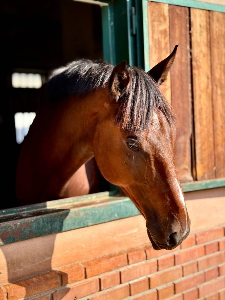 Cavallo 2016 