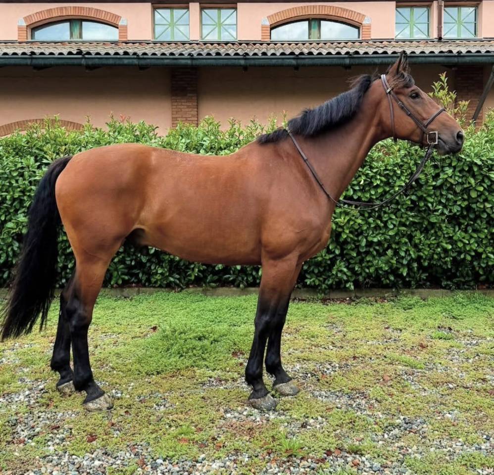 Cavallo 2016 