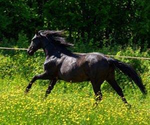 Castrone Origine Non Constatata In vendita 2016 Nero