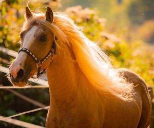 Castrone Origine Non Constatata In vendita 2015 Altro colore