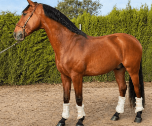 Castrone Lusitano In vendita 2019 Baio