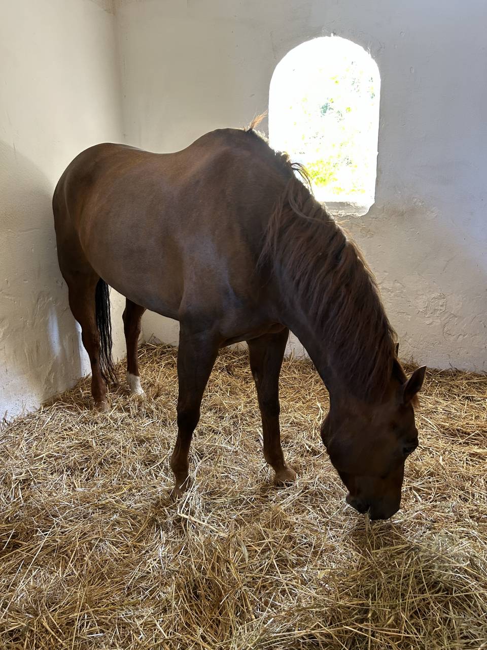 Bellissima Quorter 