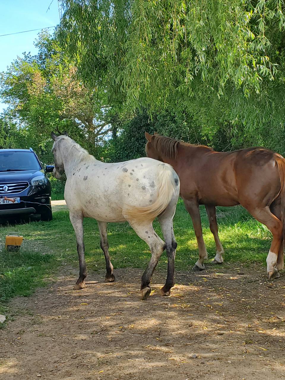 Cavalla Mezzo Sangue Arabo In vendita 2019 Appaloosa ,  Kaysham Alvina. PSA