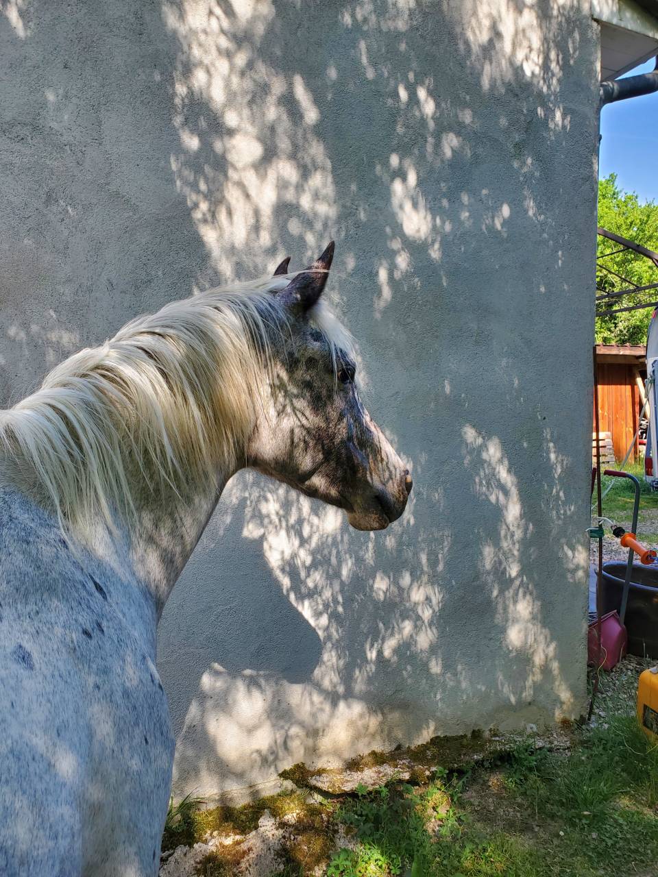 Cavalla Mezzo Sangue Arabo In vendita 2019 Appaloosa ,  Kaysham Alvina. PSA