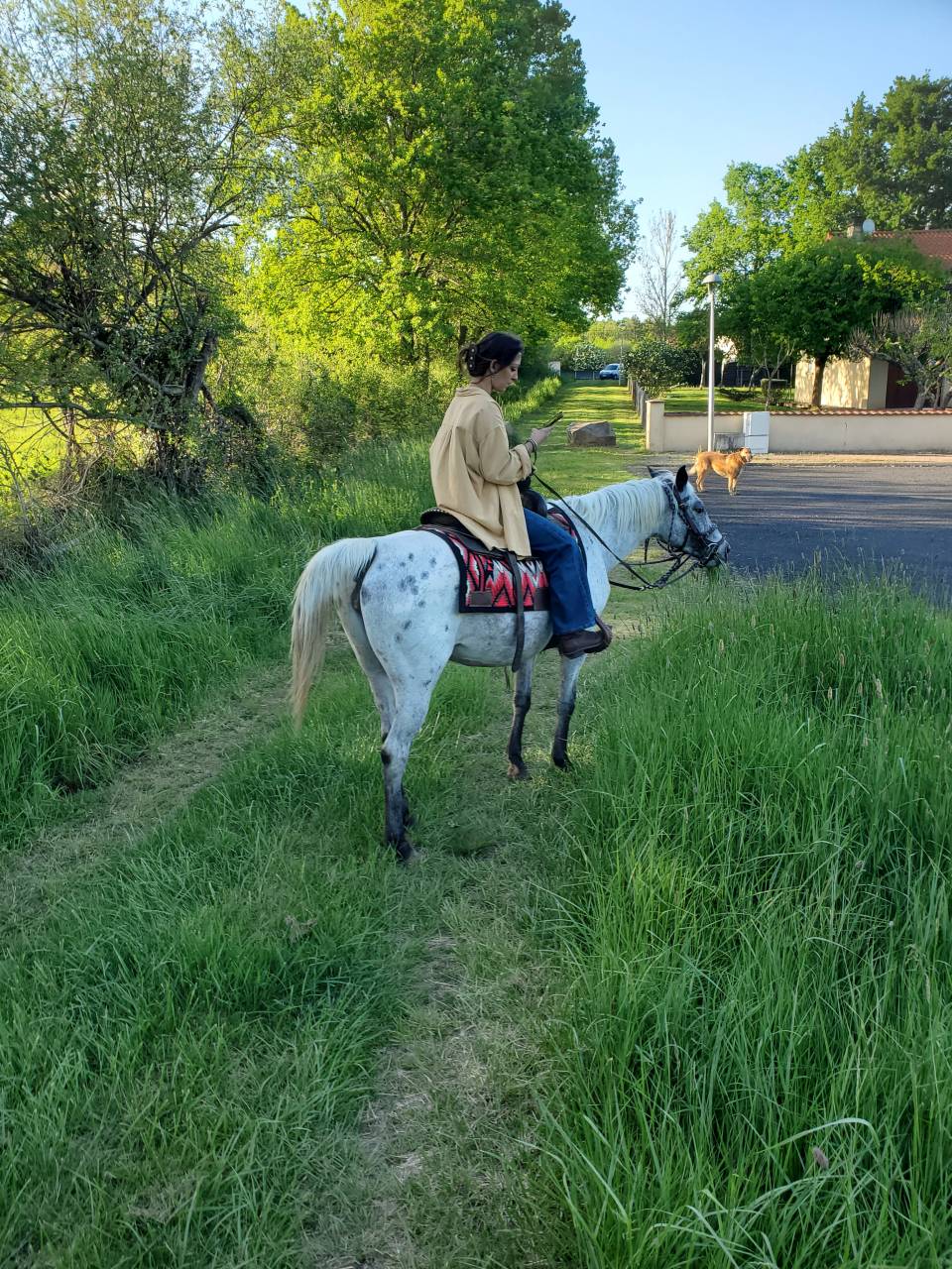 Cavalla Mezzo Sangue Arabo In vendita 2019 Appaloosa ,  Kaysham Alvina. PSA