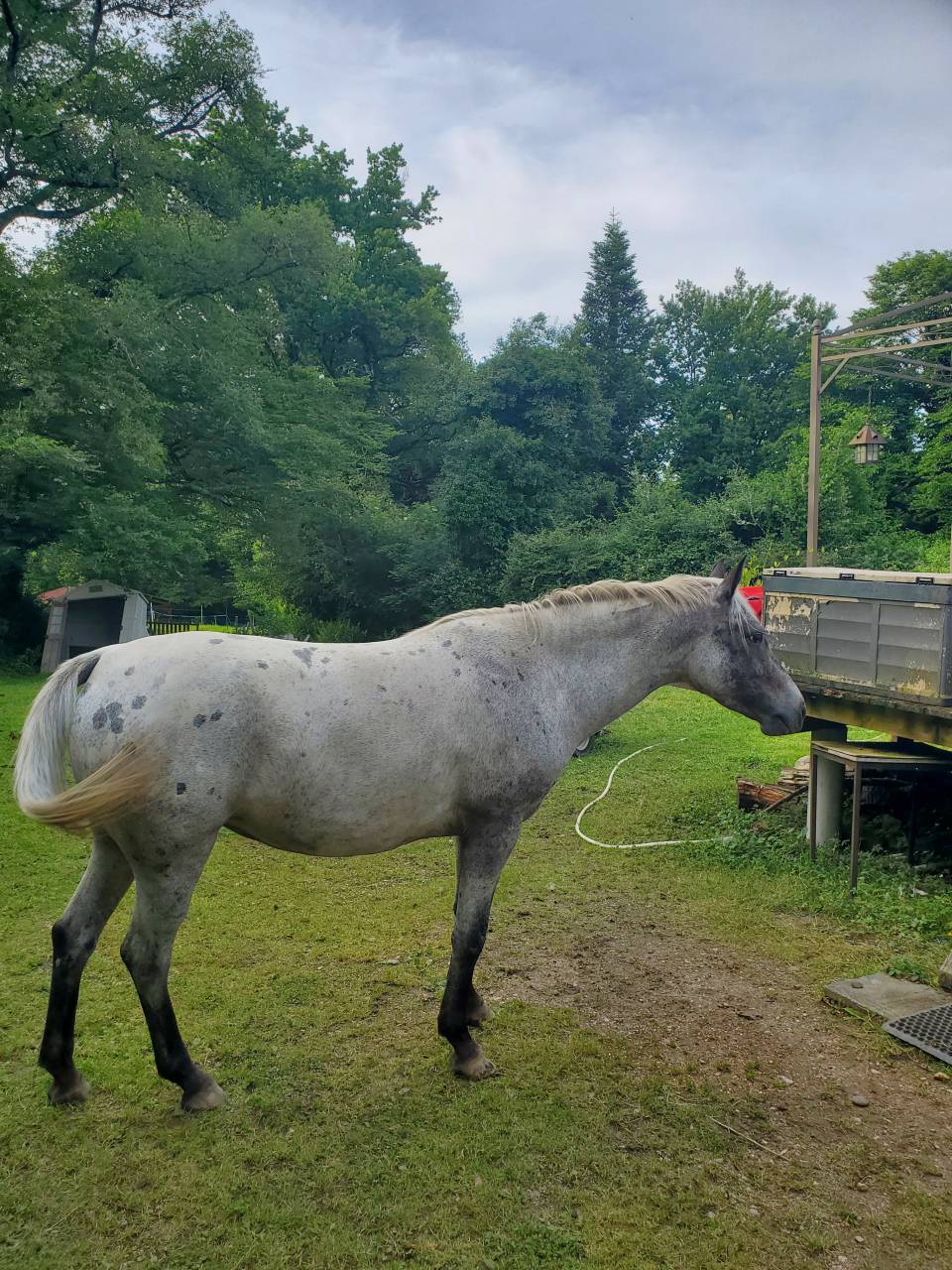 Cavalla Mezzo Sangue Arabo In vendita 2019 Appaloosa ,  Kaysham Alvina. PSA