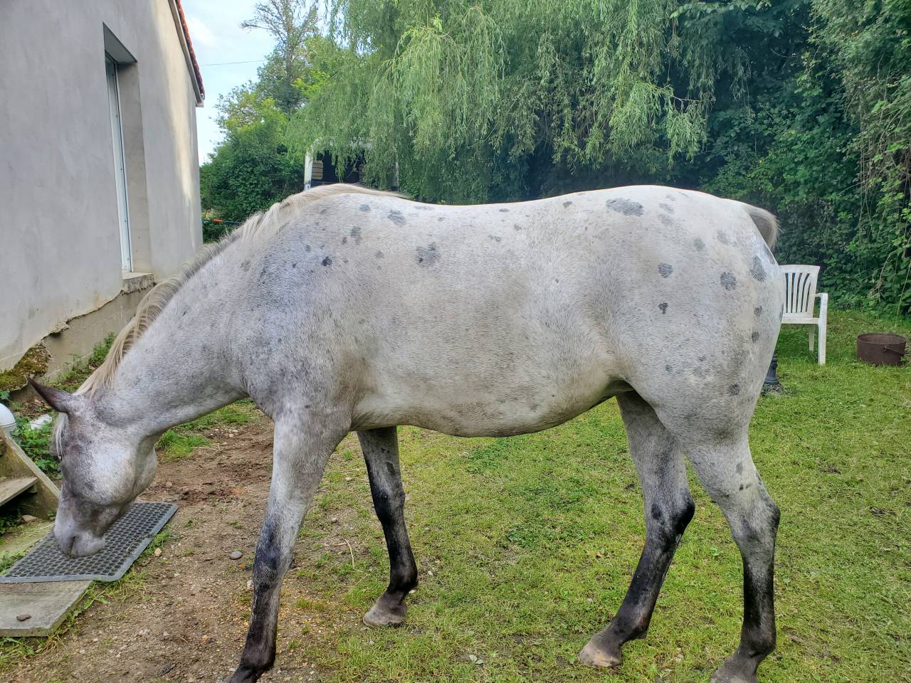 Cavalla Mezzo Sangue Arabo In vendita 2019 Appaloosa ,  Kaysham Alvina. PSA