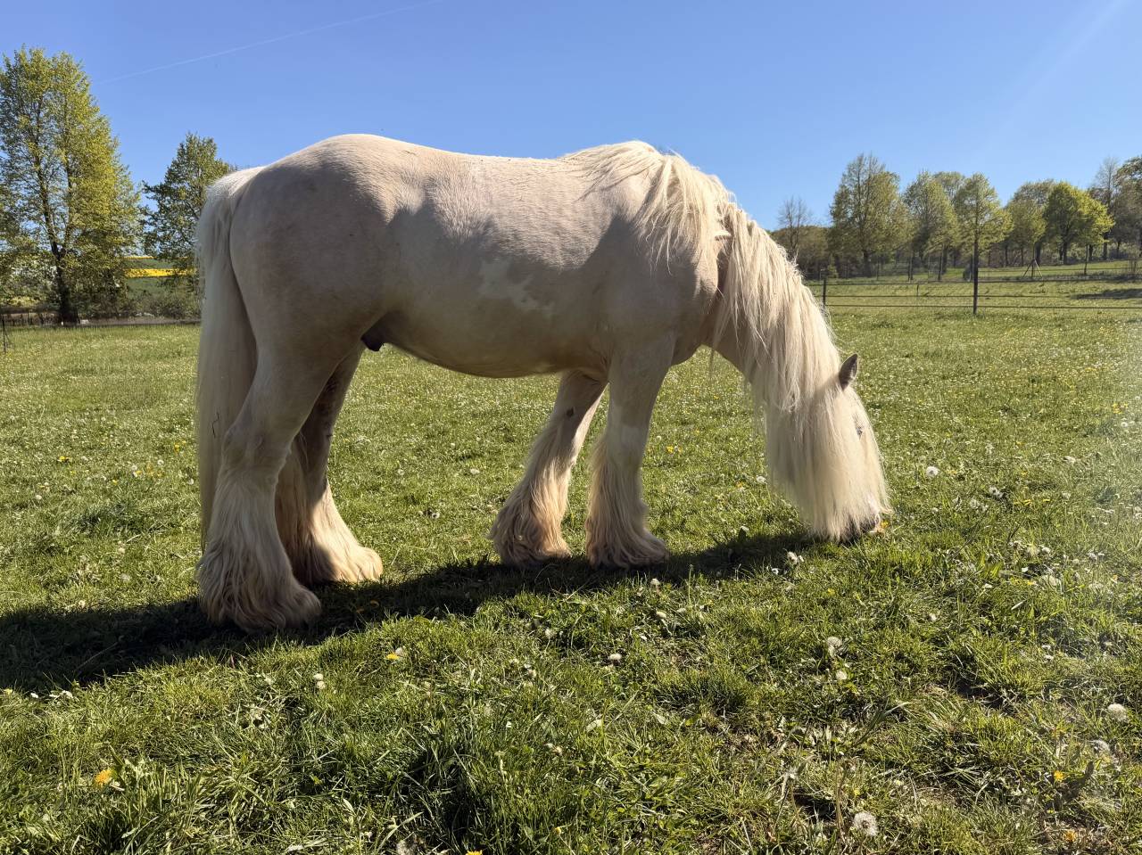 Castrone Altre Razze di Pony In vendita 2017 Palomino