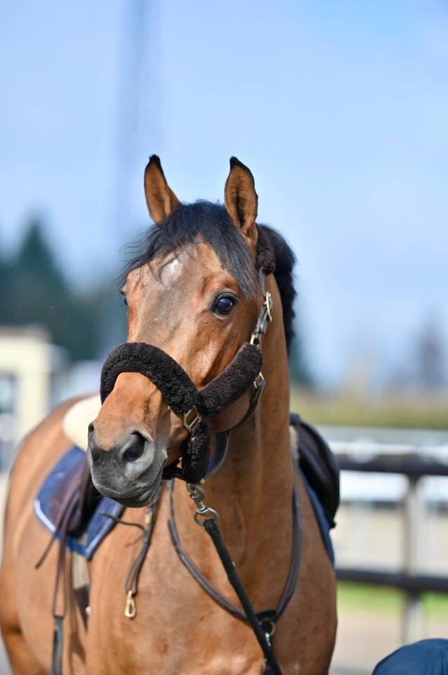 Intero KWPN Cavallo da Sport Neerlandese In vendita 2021 Baio ,  Poker de Mariposa