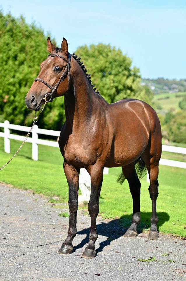 Intero KWPN Cavallo da Sport Neerlandese In vendita 2021 Baio ,  Poker de Mariposa