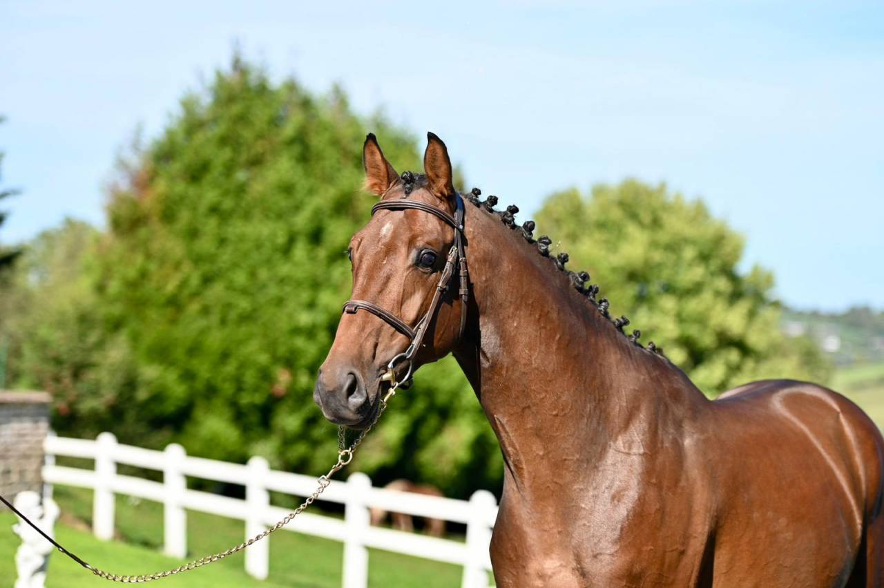 Intero KWPN Cavallo da Sport Neerlandese In vendita 2021 Baio ,  Poker de Mariposa