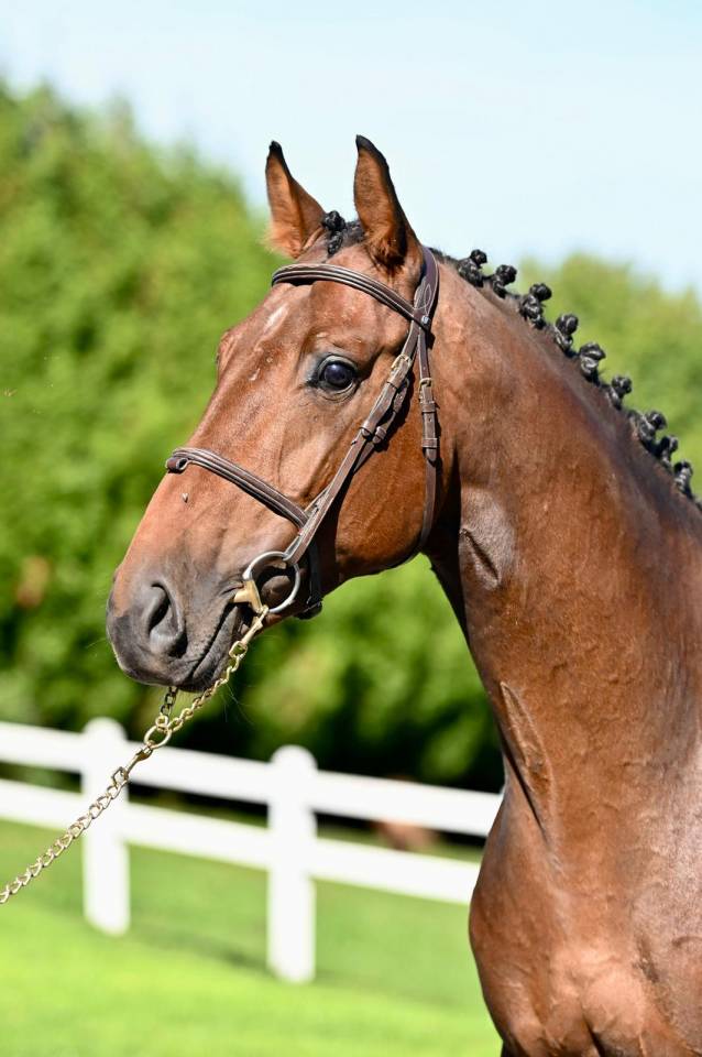 Intero KWPN Cavallo da Sport Neerlandese In vendita 2021 Baio ,  Poker de Mariposa