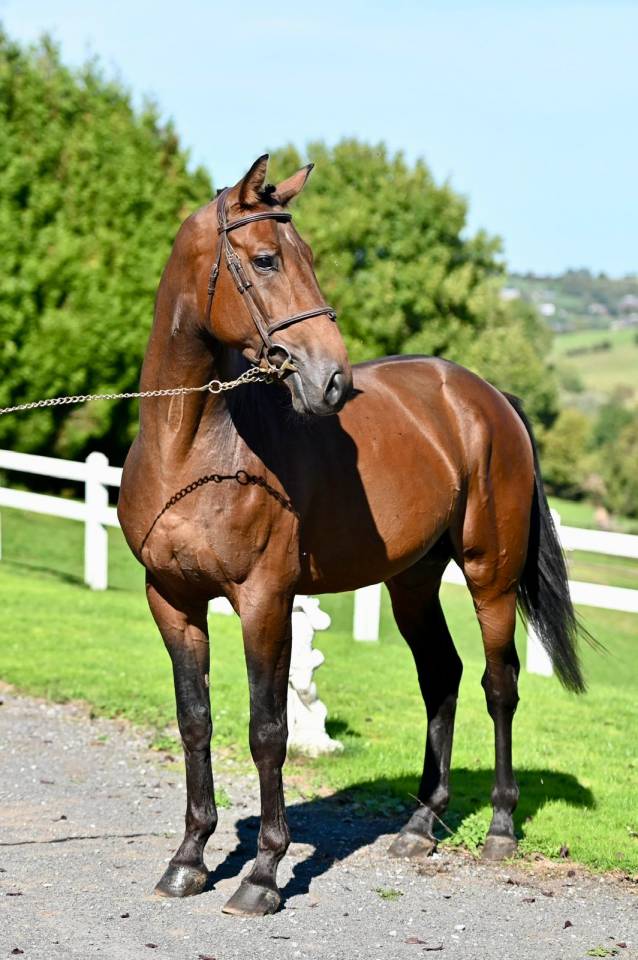 Intero KWPN Cavallo da Sport Neerlandese In vendita 2021 Baio ,  Poker de Mariposa