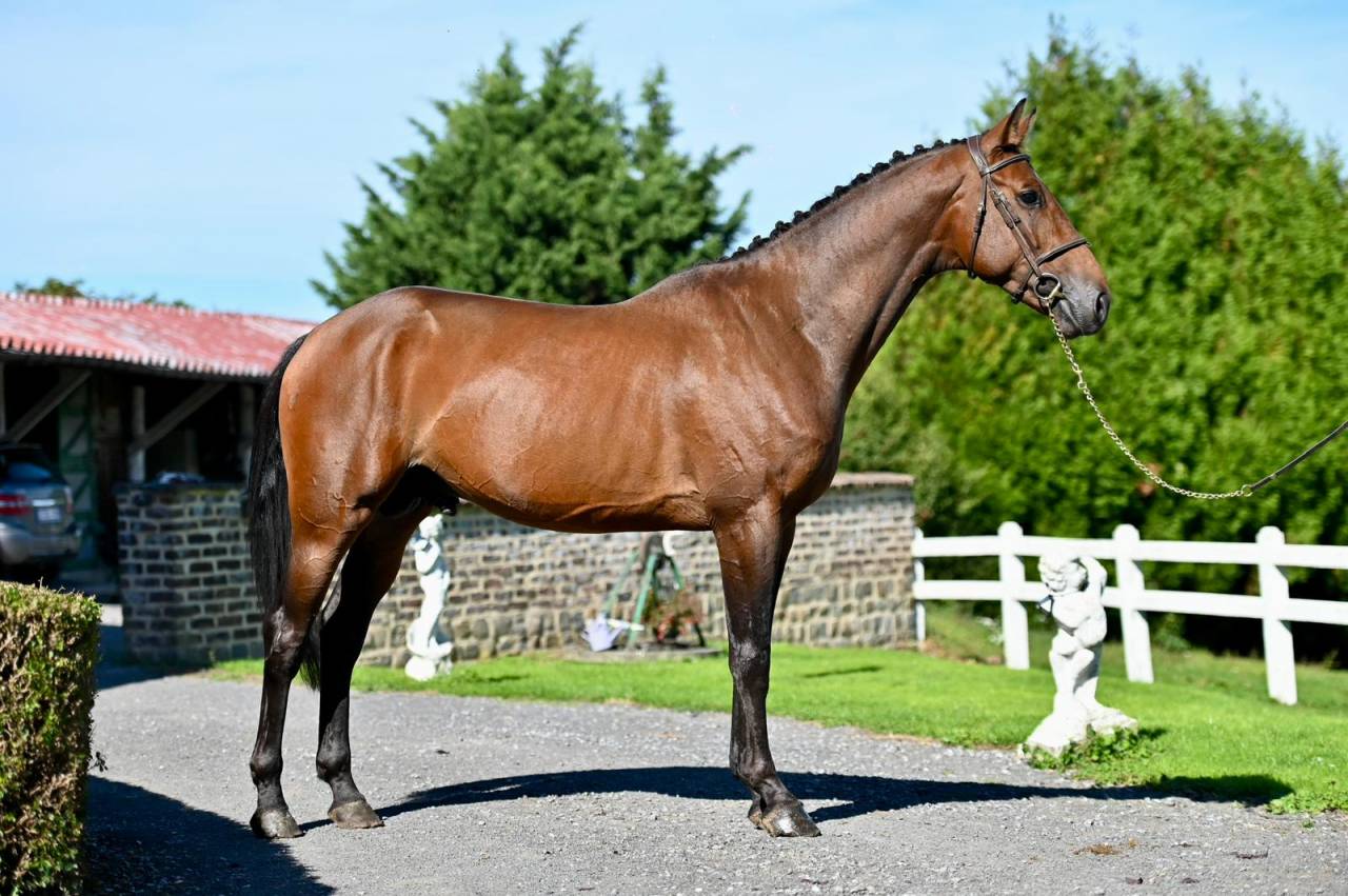 Intero KWPN Cavallo da Sport Neerlandese In vendita 2021 Baio ,  Poker de Mariposa