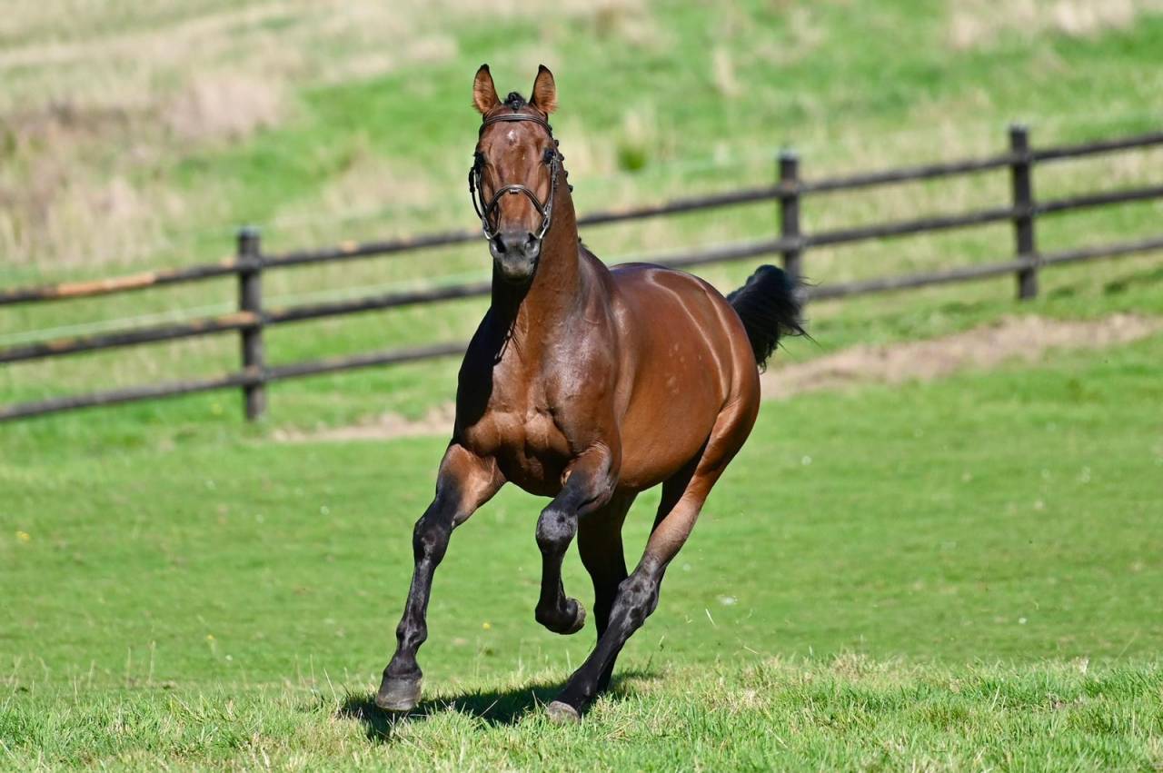 Intero KWPN Cavallo da Sport Neerlandese In vendita 2021 Baio ,  Poker de Mariposa