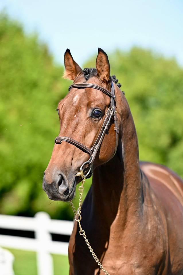 Intero KWPN Cavallo da Sport Neerlandese In vendita 2021 Baio ,  Poker de Mariposa