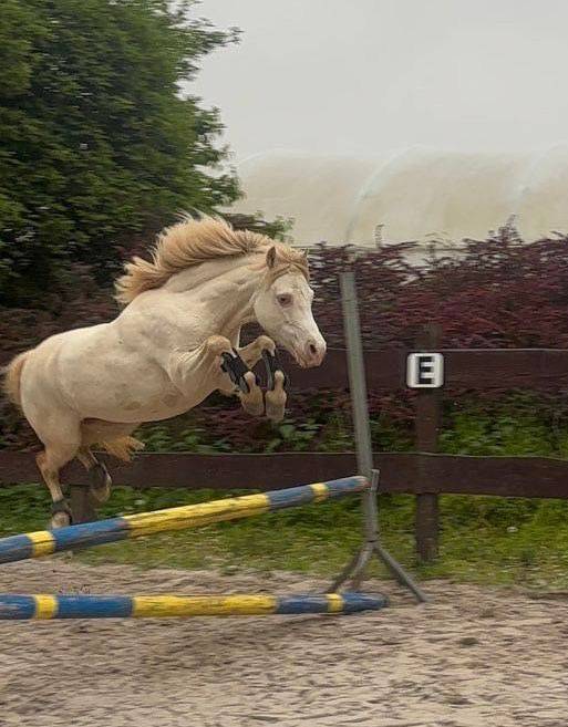 Cavalla Welsh Poney (Sezione A) In vendita 2016 Perlino