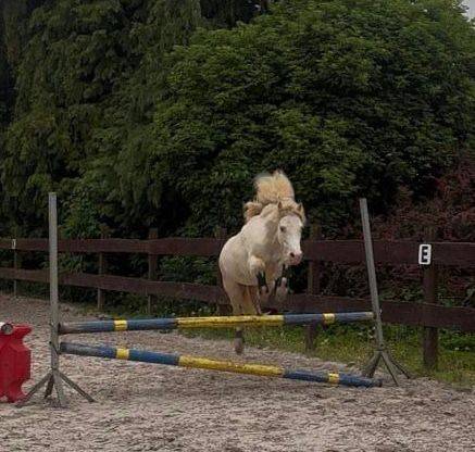 Cavalla Welsh Poney (Sezione A) In vendita 2016 Perlino