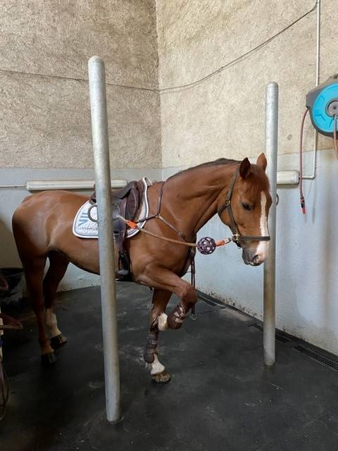 Bella dimora equestre In vendita Ain