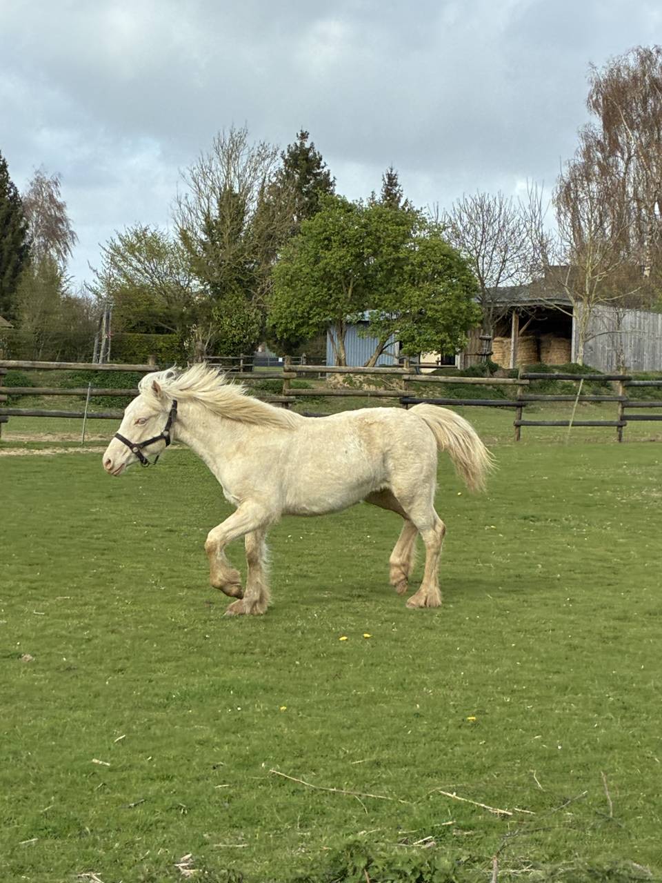 Puledra Welsh Poney (Sezione D), Welsh Cob  In vendita 2025 Crema ,  Ubiwan des colines