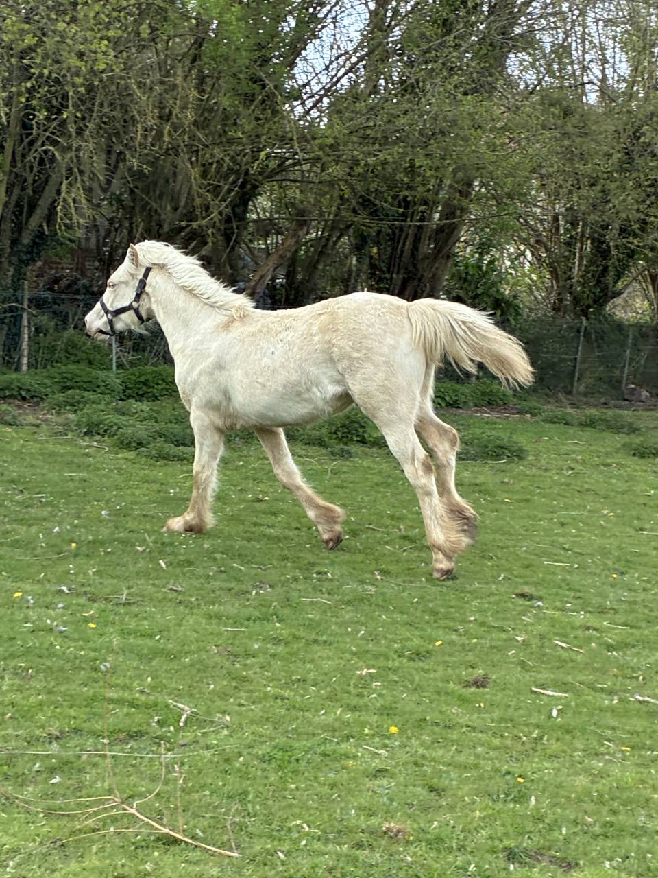 Puledra Welsh Poney (Sezione D), Welsh Cob  In vendita 2025 Crema ,  Ubiwan des colines