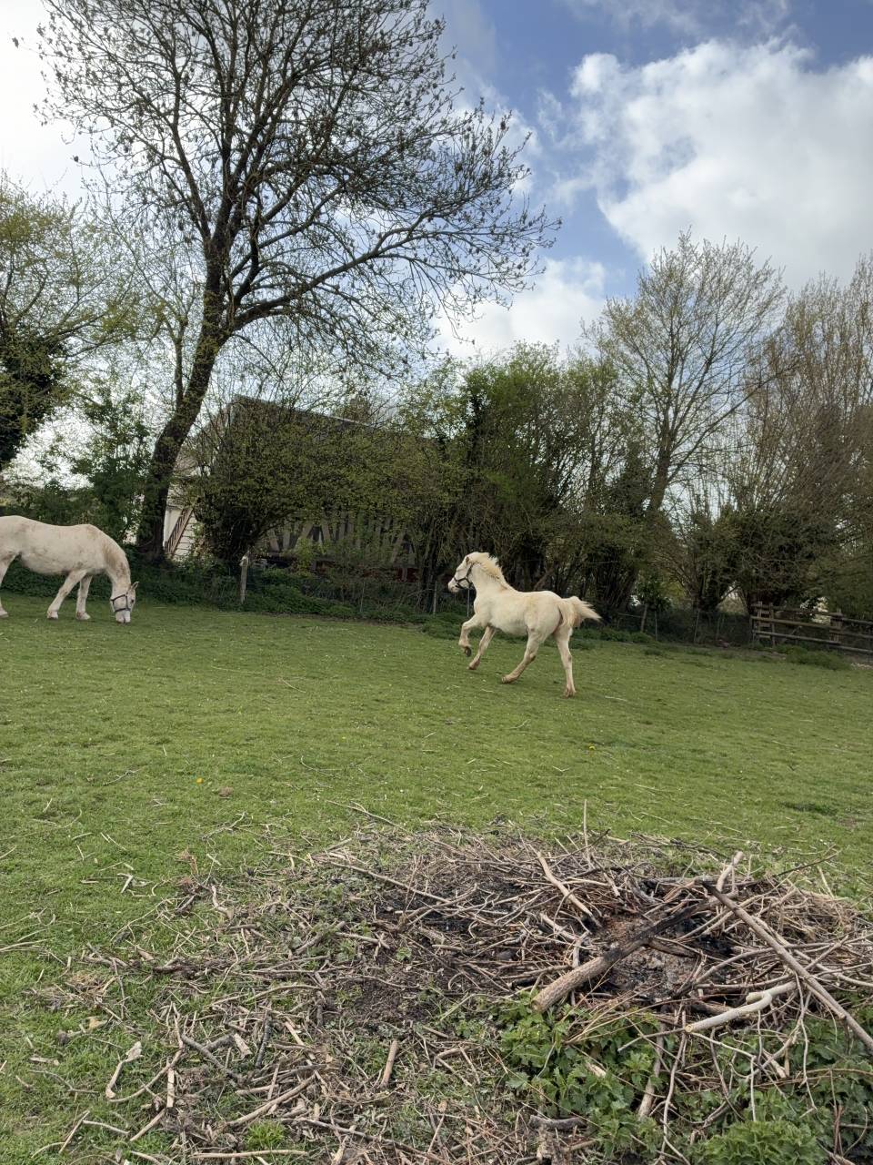 Puledra Welsh Poney (Sezione D), Welsh Cob  In vendita 2025 Crema ,  Ubiwan des colines