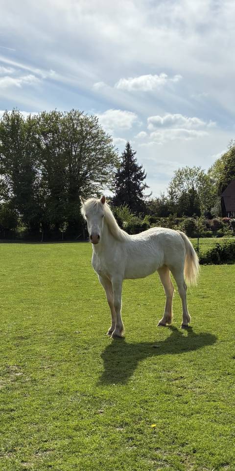 Puledra Welsh Poney (Sezione D), Welsh Cob  In vendita 2025 Crema ,  Ubiwan des colines
