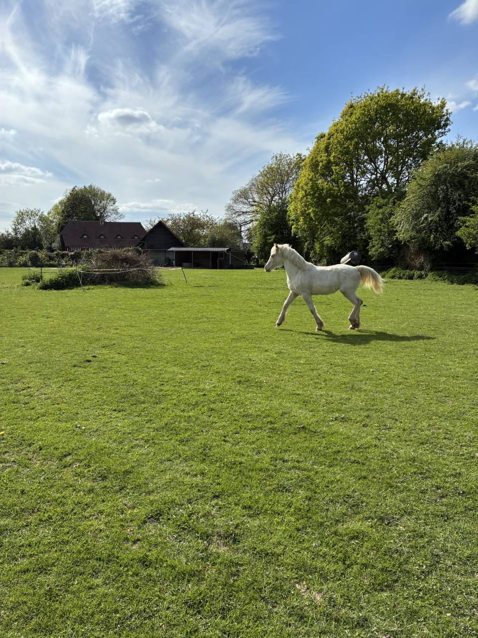 Puledra Welsh Poney (Sezione D), Welsh Cob  In vendita 2025 Crema ,  Ubiwan des colines