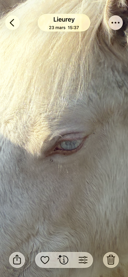 Puledra Welsh Poney (Sezione D), Welsh Cob  In vendita 2025 Crema ,  Ubiwan des colines