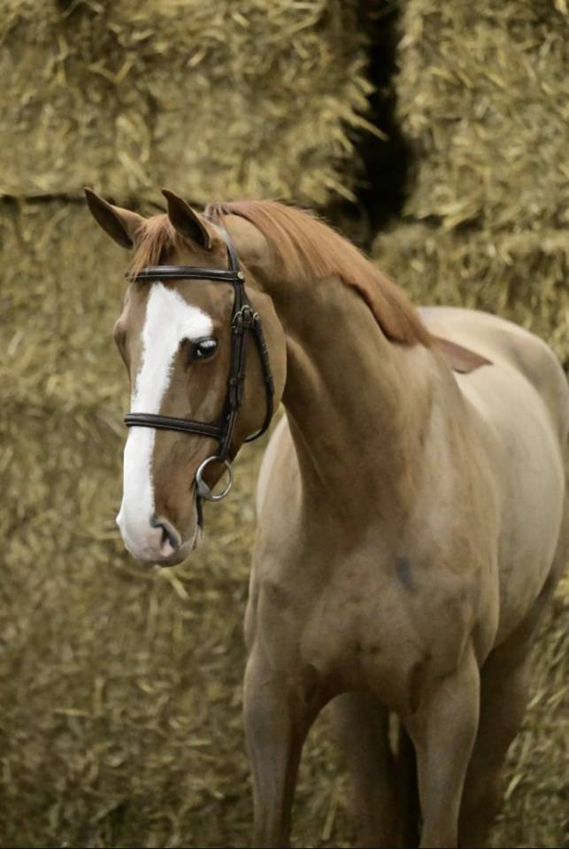 Castrone Sella Francese In vendita 2020 Sauro