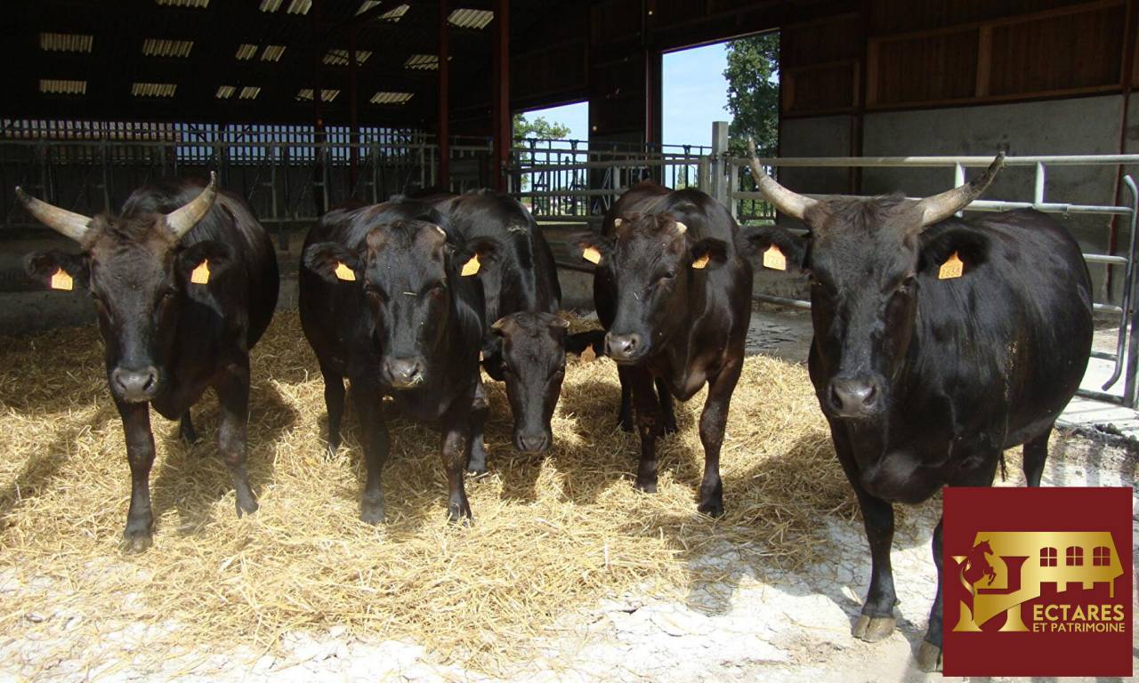 Propriet&agrave; equestre In vendita Ain