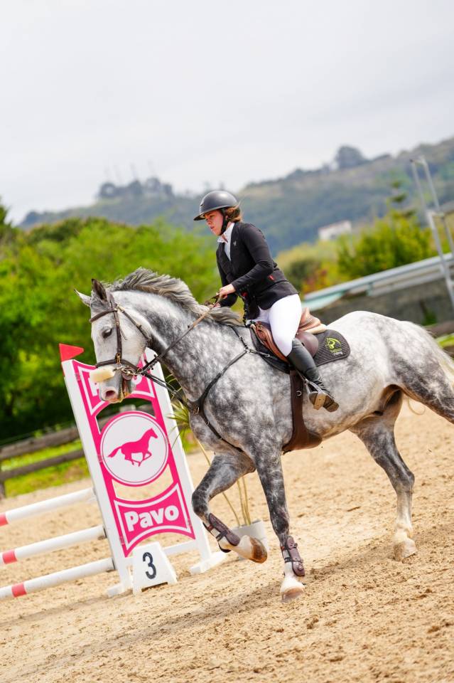 Castrone BWP Cavallo da Sangue Belgio In vendita 2016 Grigio ,  El torreo de muze