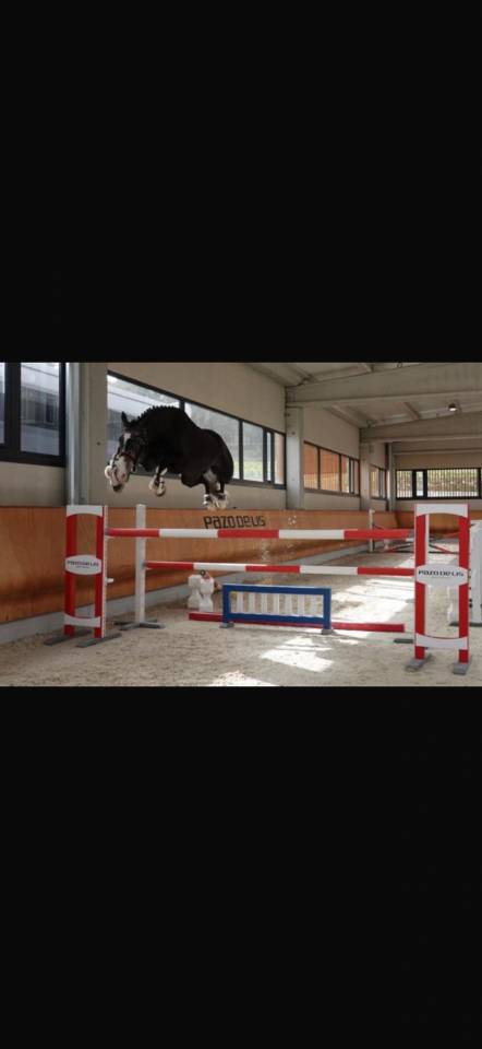 Castrone BWP Cavallo da Sangue Belgio In vendita 2016 Grigio ,  El torreo de muze