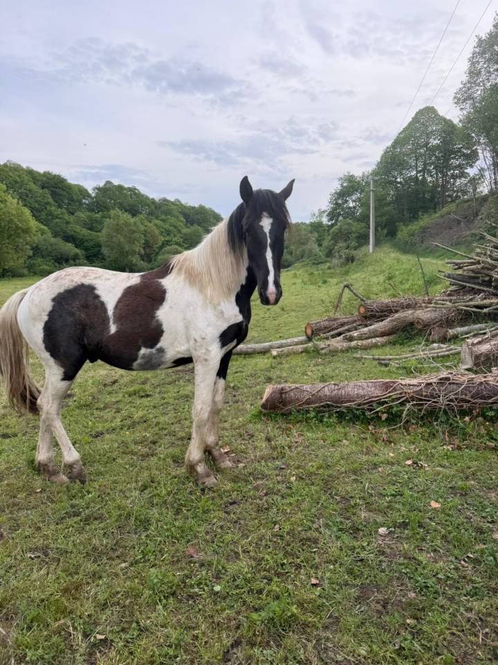 Castrone Cavallo da Sport di Colore In vendita 2023 Pezzato