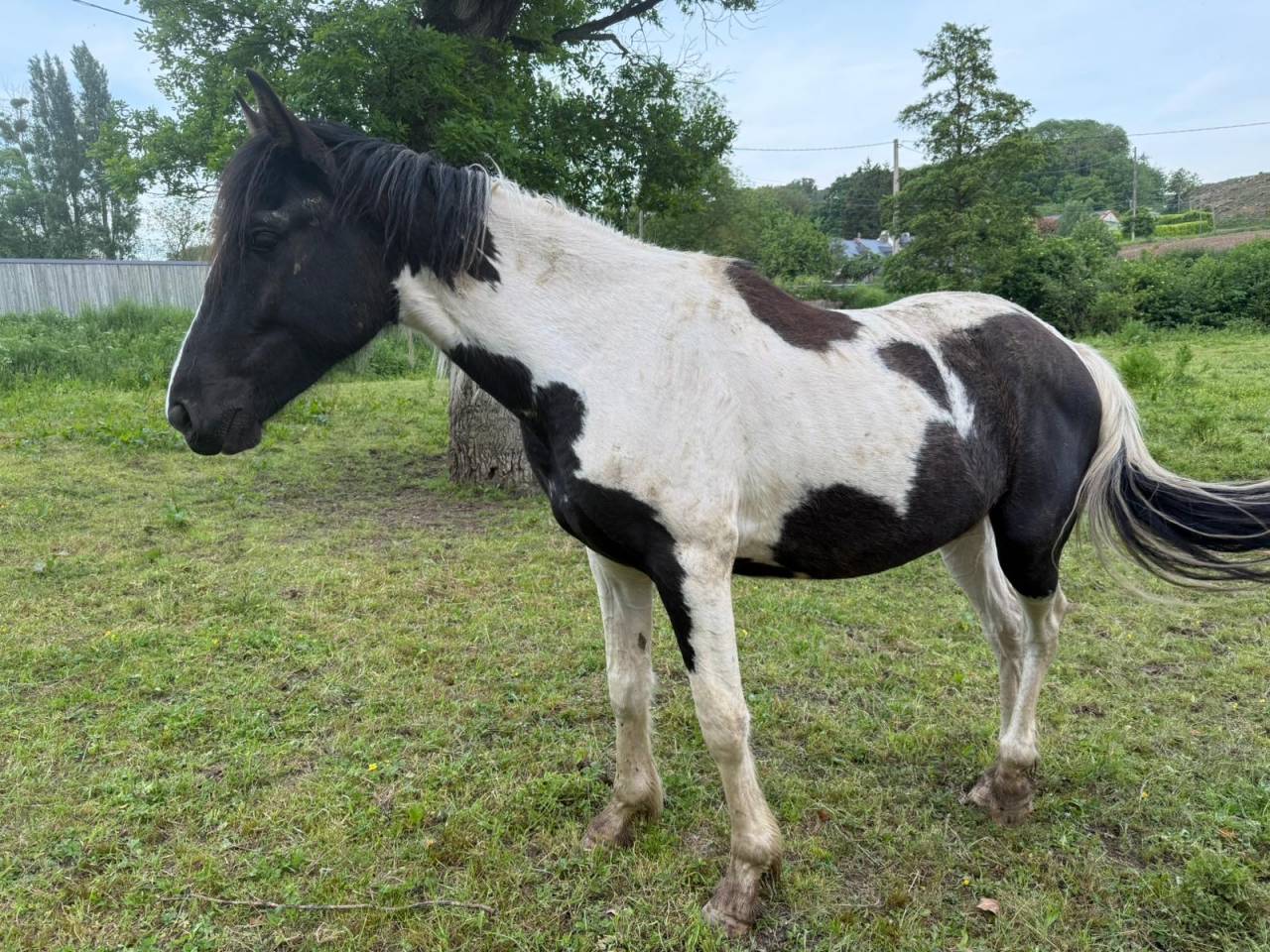 Castrone Cavallo da Sport di Colore In vendita 2023 Pezzato