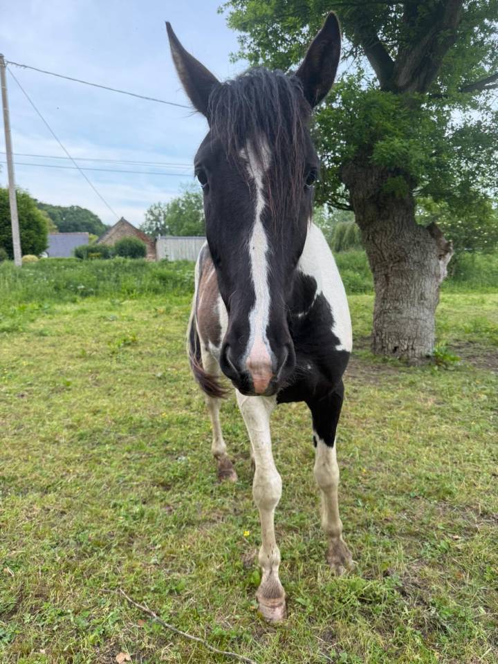 Castrone Cavallo da Sport di Colore In vendita 2023 Pezzato