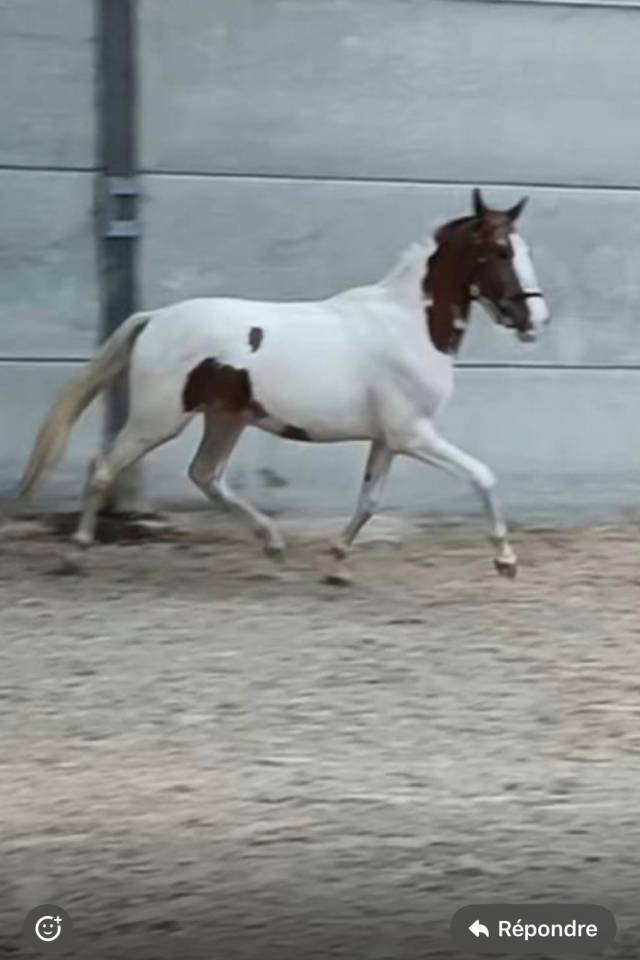 Castrone Cavallo da Sport di Colore In vendita 2022 Pezzato