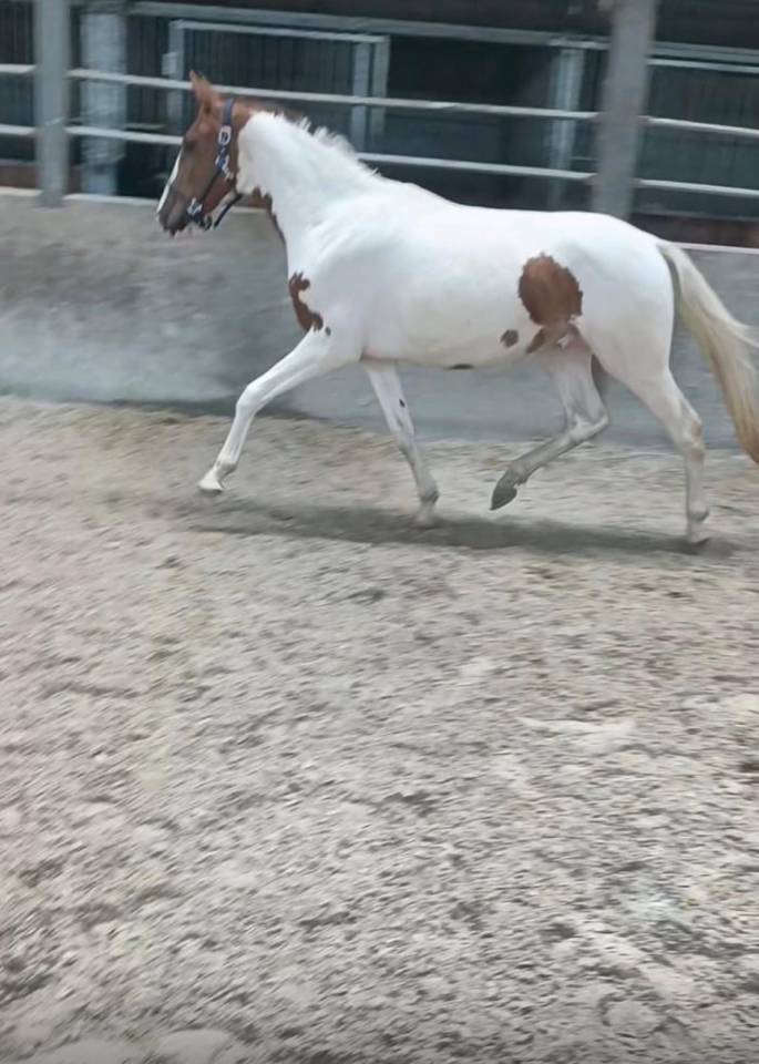 Castrone Cavallo da Sport di Colore In vendita 2022 Pezzato