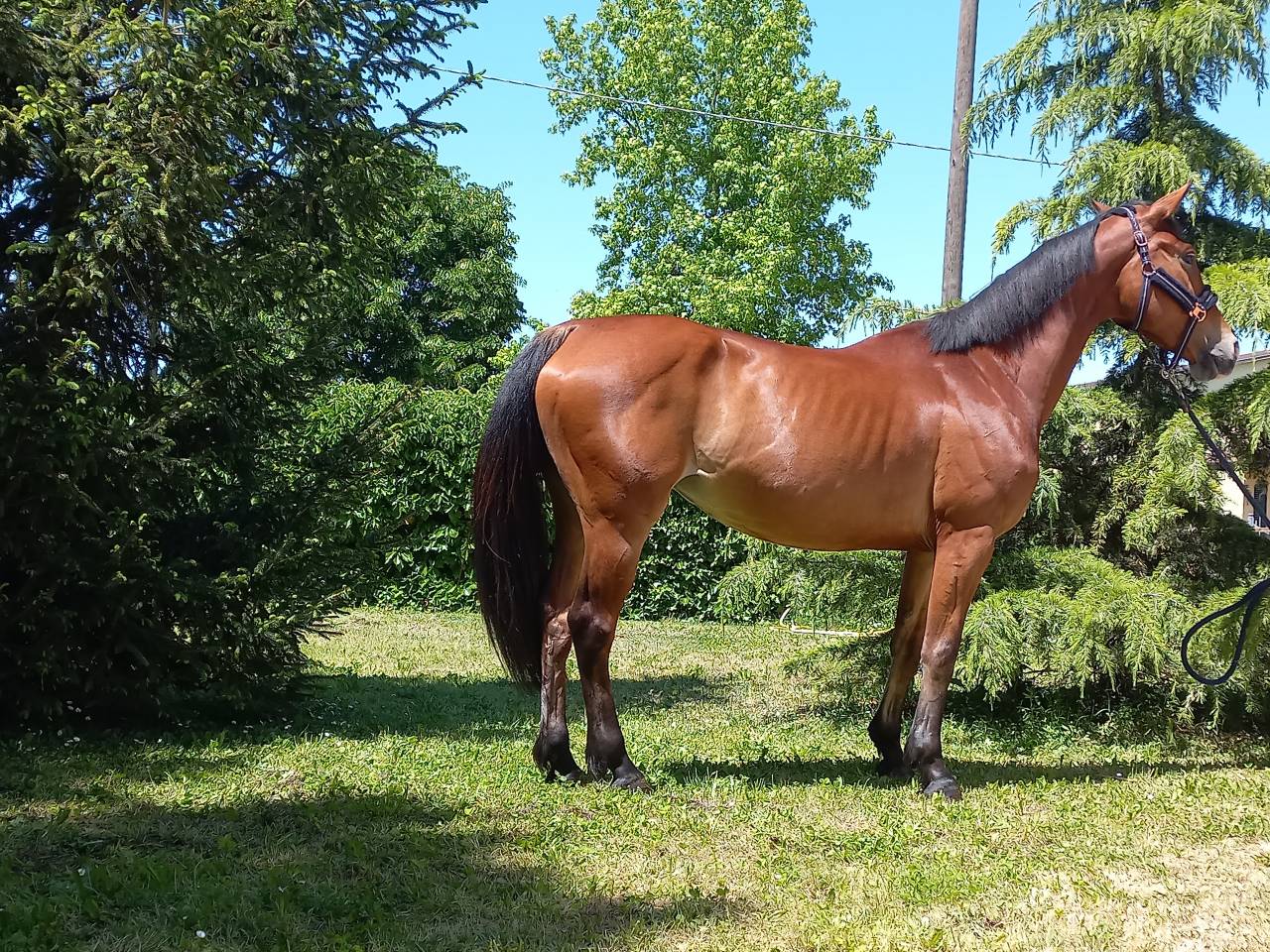 Vendo cavalla olandese del 2021