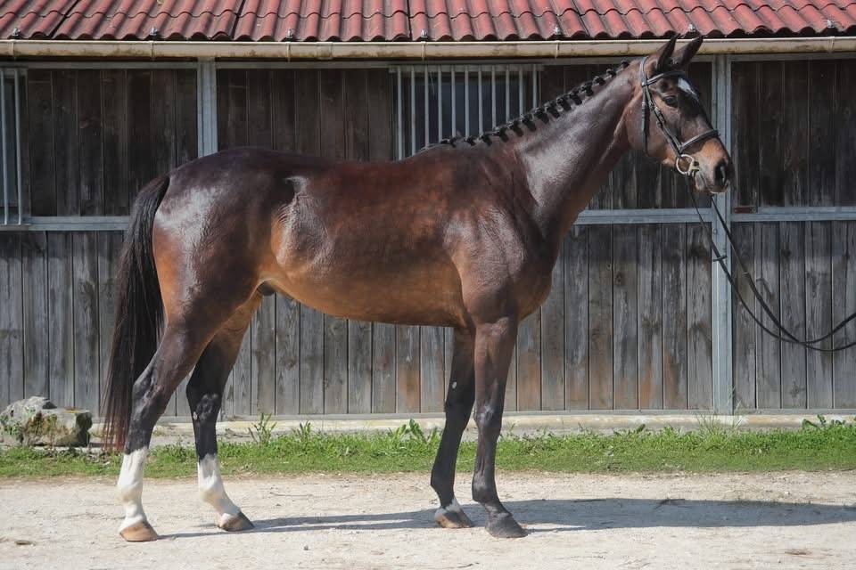 Castrone Anglo-Arabo In vendita 2022 Baio scuro ,  UPSILON VAN DE HEFFINCK