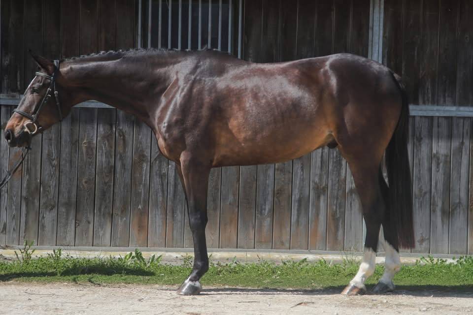 Castrone Anglo-Arabo In vendita 2022 Baio scuro ,  UPSILON VAN DE HEFFINCK