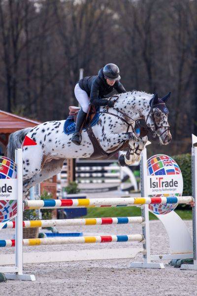 Puledro sBs Cavallo da Sport Belgio In vendita 2025 Baio scuro